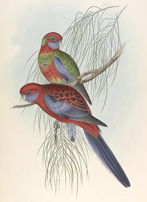 Crimson Rosella - Platycercus elegans - Ark.au