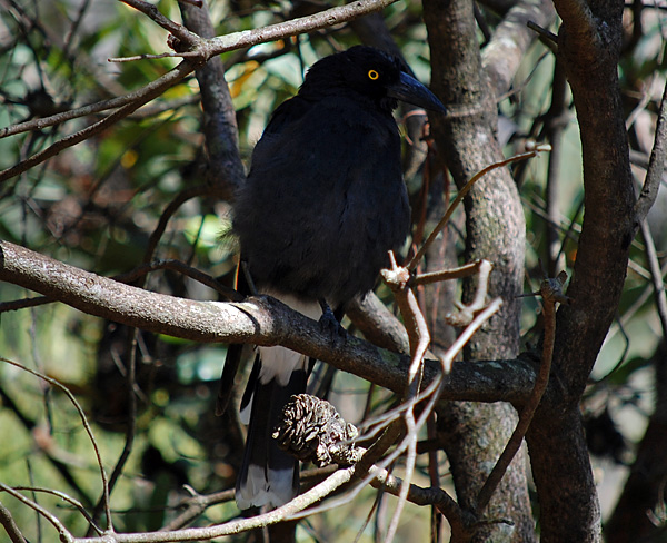 Pied Currawong - Ark.au