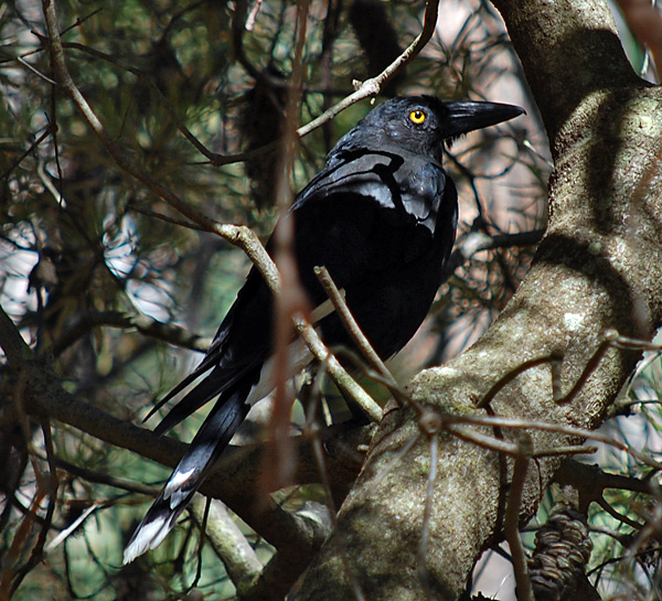 Pied Currawong - Strepera graculina - Ark.au