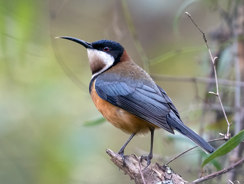 Eastern Spinebill - Ark.au