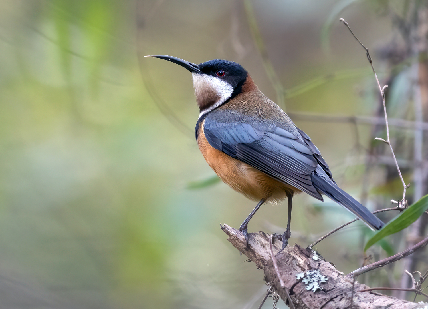 Eastern Spinebill - Australian Birds - Ark.au