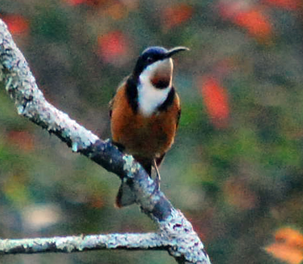 Eastern Spinebill - Acanthorhynchus tenuirostris - Ark.au