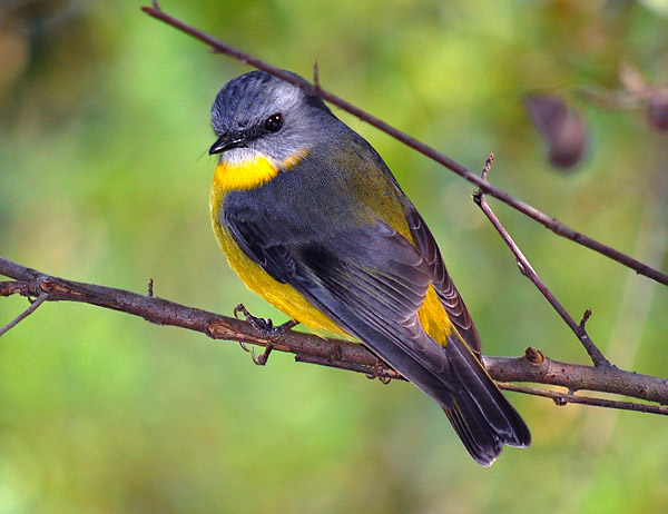 Eastern Yellow Robin - Ark.au
