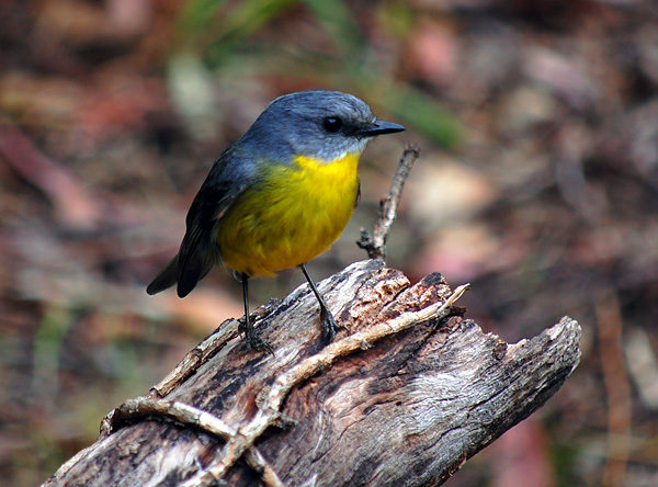 Eastern Yellow Robin - Eopsaltria australia - Ark.au