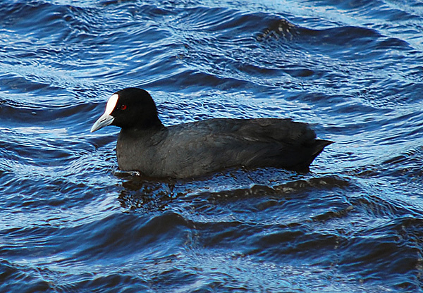 Eurasian Coot - Australian Birds - Ark.au