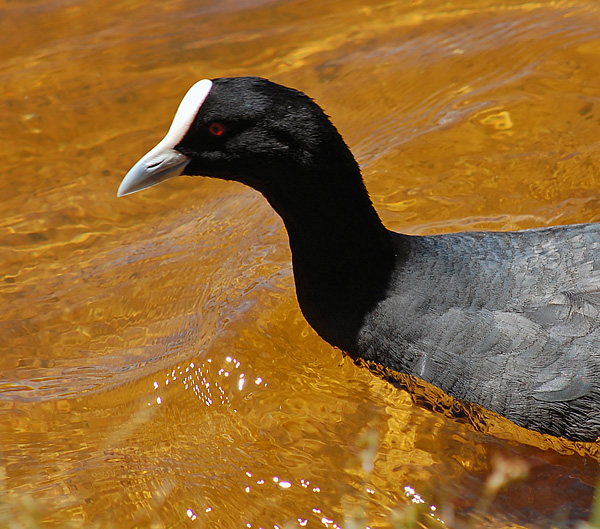 Eurasian Coot - Fulica atra - Ark.au