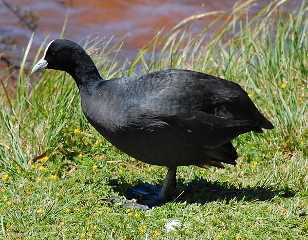 Eurasian Coot - Fulica atra - Ark.au