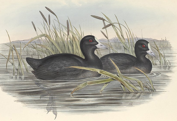 Eurasian Coot - Fulica atra - Ark.au