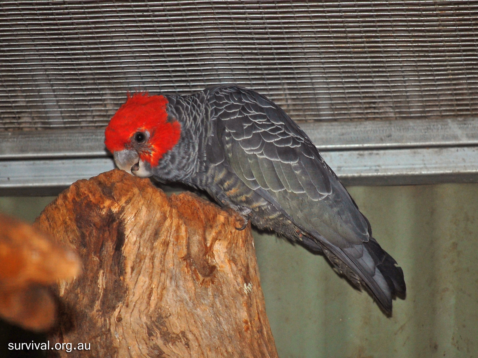 Gang-gang Cockatoo - Australian Birds - Ark.au