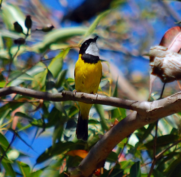 Golden Whistler - Ark.au