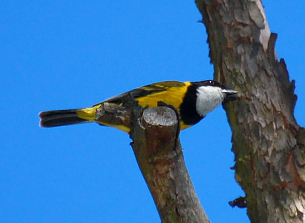 Golden Whistler - Pachycephala pectoralis - Ark.au