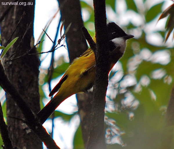 Golden Whistler - Pachycephala pectoralis - Ark.au