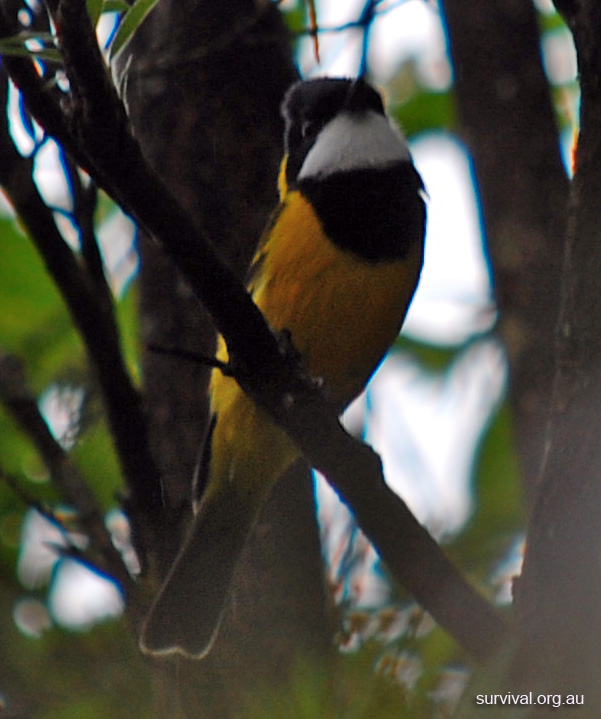 Golden Whistler - Pachycephala pectoralis - Ark.au