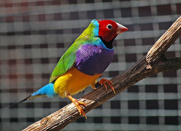 Gouldian Finch - Ark.au