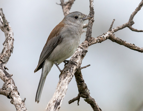 Grey Shrike-thrush - Ark.au