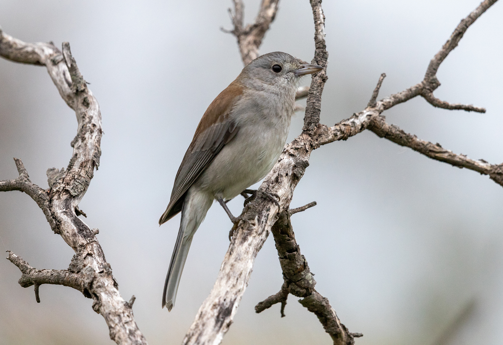 Grey Shrike-thrush - Australian Birds - Ark.au