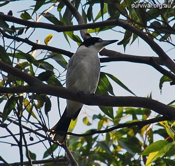 Grey Butcherbird - Cracticus torquatus - Ark.au