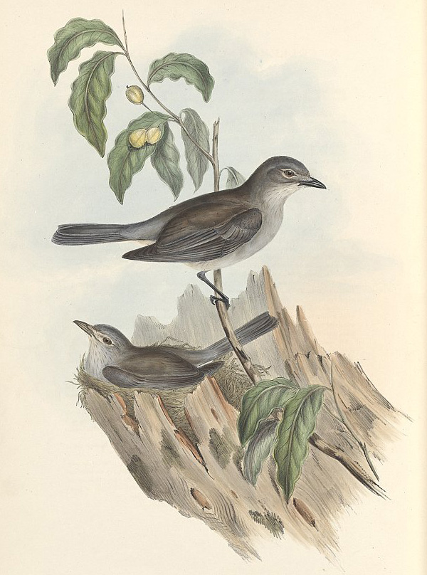 Grey Shrike-thrush - Ark.au