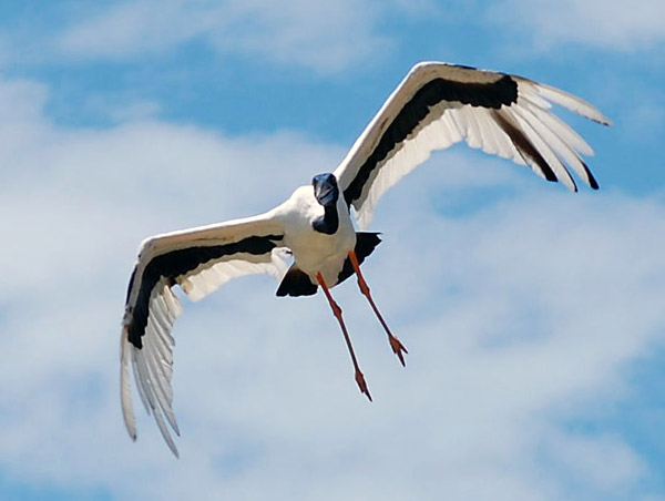 Black Necked Stork (Jabiru) - Ark.au