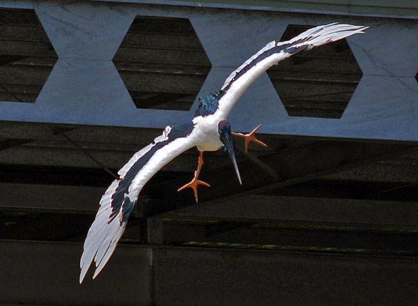 Black Necked Stork (Jabiru) - Ephippiorhynchus asiaticus - Ark.au