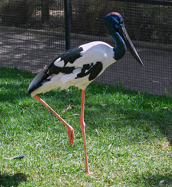 Black Necked Stork (Jabiru) - Ephippiorhynchus asiaticus - Ark.au