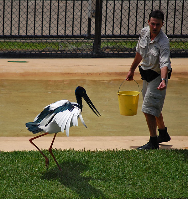 Black Necked Stork (Jabiru) - Ephippiorhynchus asiaticus - Ark.au