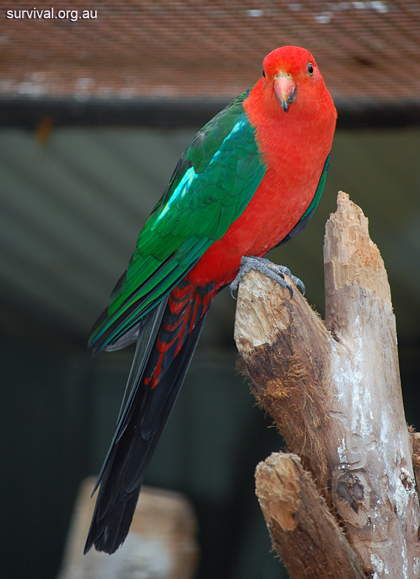 Australian King-Parrot - Alisterus scapularis - Ark.au