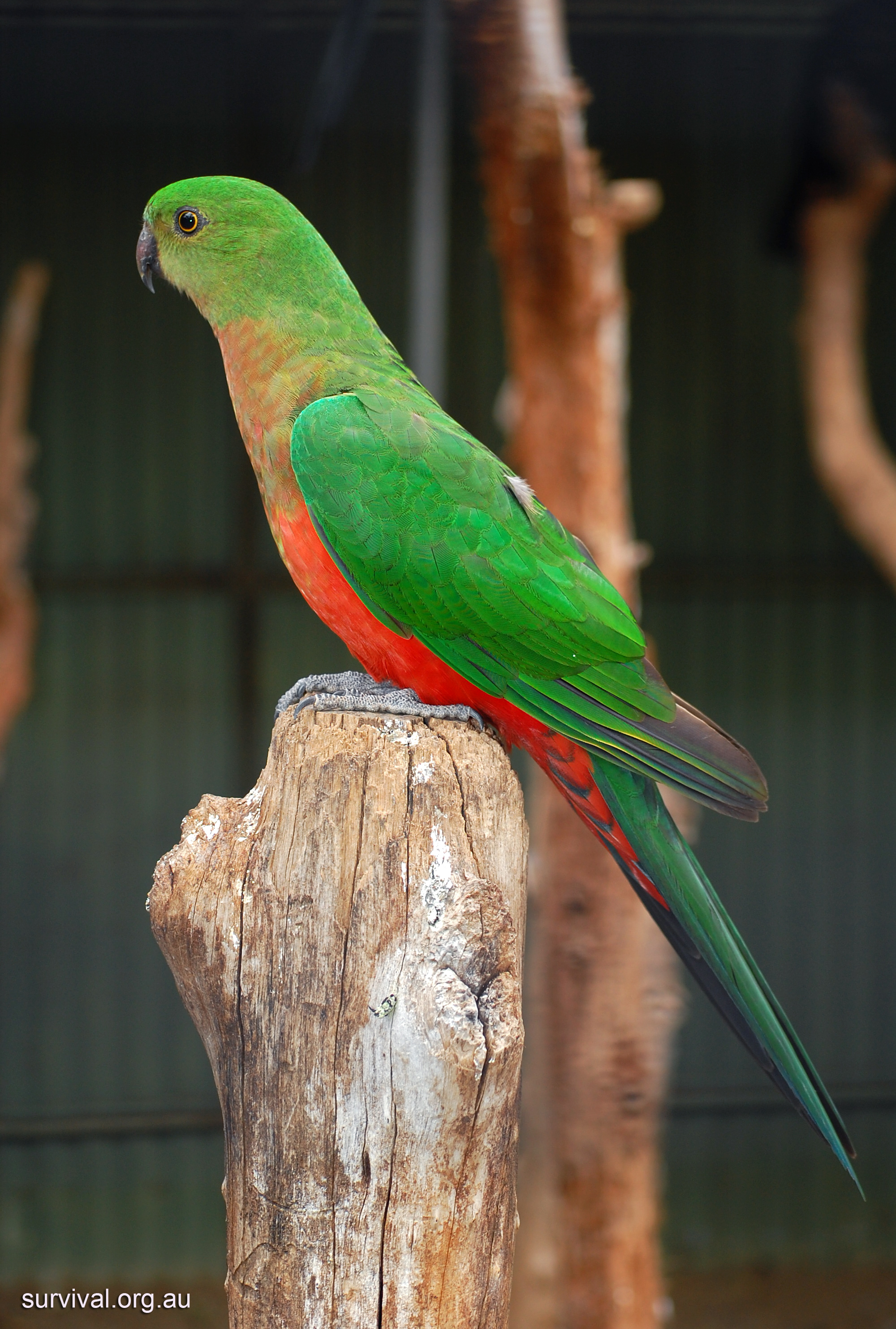 Australian King-Parrot - Alisterus scapularis - Ark.au