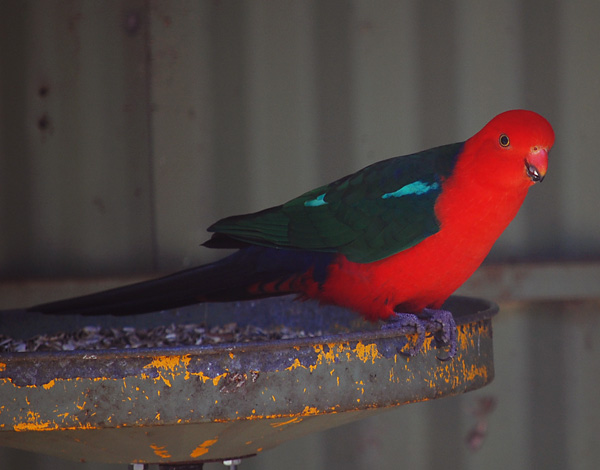 Australian King-Parrot - Alisterus scapularis - Ark.au