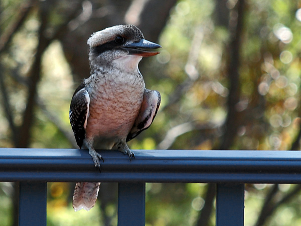 Laughing Kookaburra - Dacelo novaeguineae - Ark.au