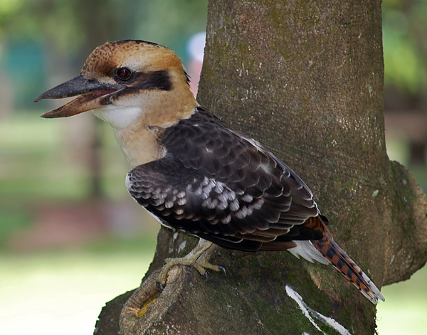 Laughing Kookaburra - Dacelo novaeguineae - Ark.au