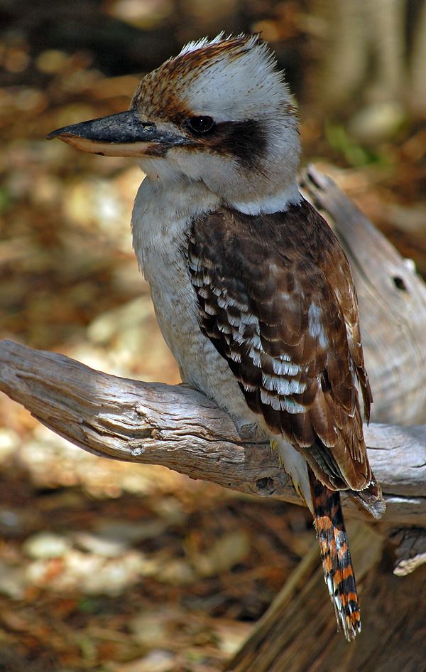 Laughing Kookaburra - Dacelo novaeguineae - Ark.au