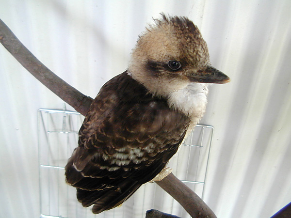 Laughing Kookaburra - Dacelo novaeguineae - Ark.au