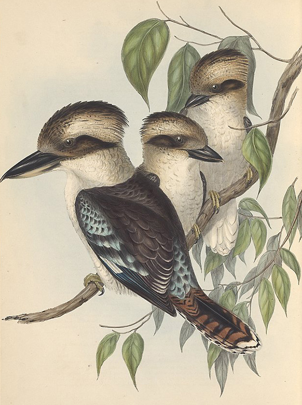 Laughing Kookaburra - Dacelo novaeguineae - Ark.au