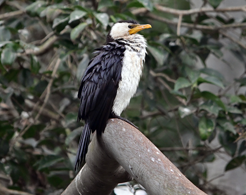 Little Pied Cormorant - Ark.au