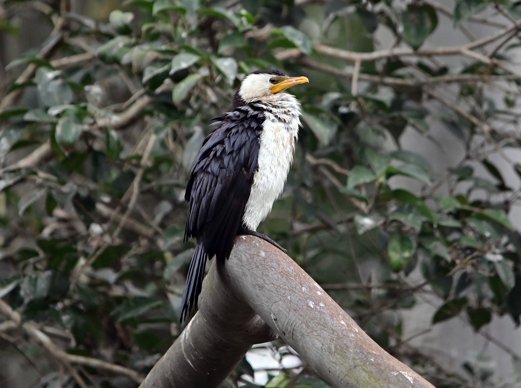 Little Pied Cormorant - Australian Birds - Ark.au