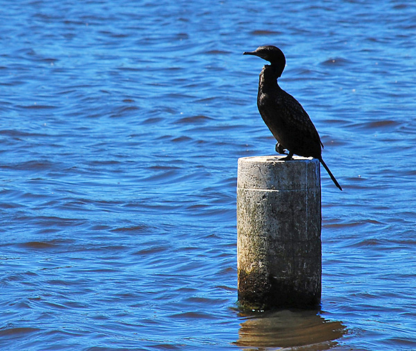 Little Black Cormorant - Ark.au