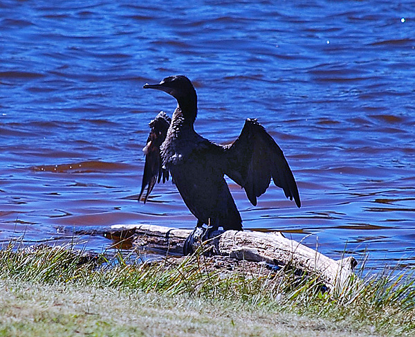 Little Black Cormorant - Phalacrocorax carbo - Ark.au