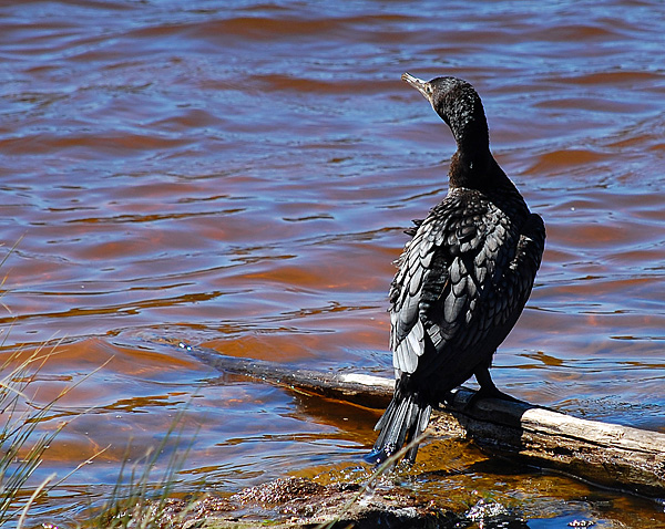 Little Black Cormorant - Phalacrocorax carbo - Ark.au