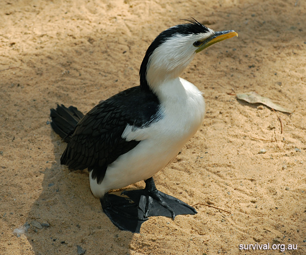 Little Pied Cormorant - Phalacrocorax melanoleucos - Ark.au