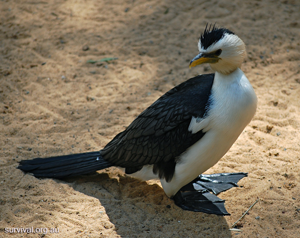 Little Pied Cormorant - Phalacrocorax melanoleucos - Ark.au