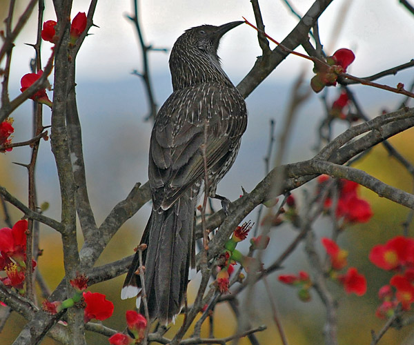 Little Wattlebird - Ark.au