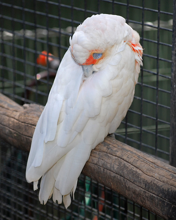 Long-billed Corella - Australian Birds - Ark.au