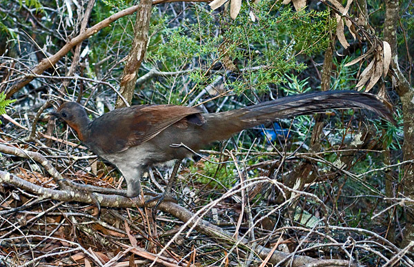 Superb Lyrebird - Menura alberti - Ark.au