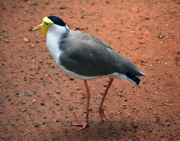 Masked Lapwing (Spurwing Plover) - Ark.au