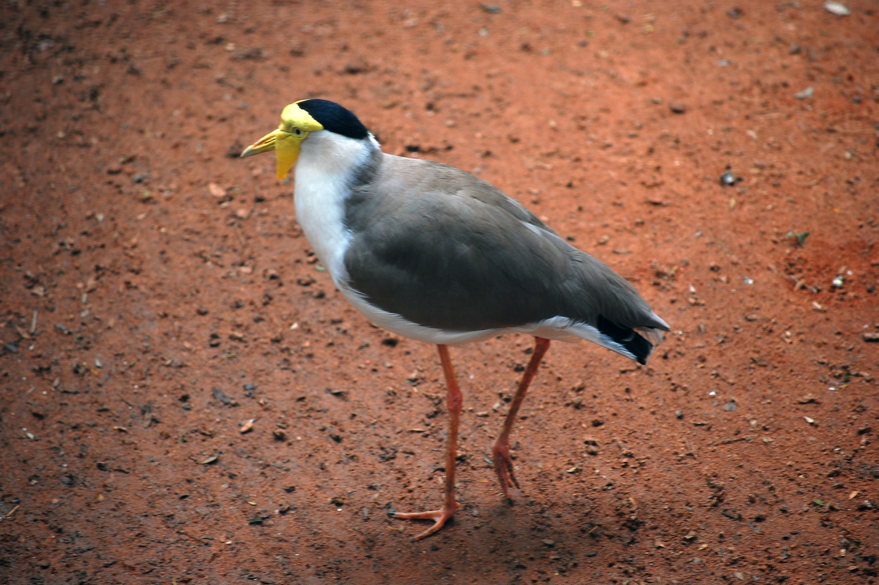 Masked Lapwing (Spurwing Plover) - Australian Birds - Ark.au