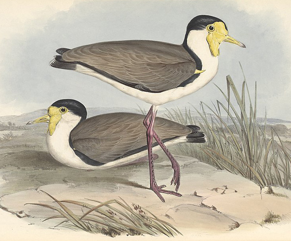 Masked Lapwing (Spurwing Plover) - Vanellus miles - Ark.au