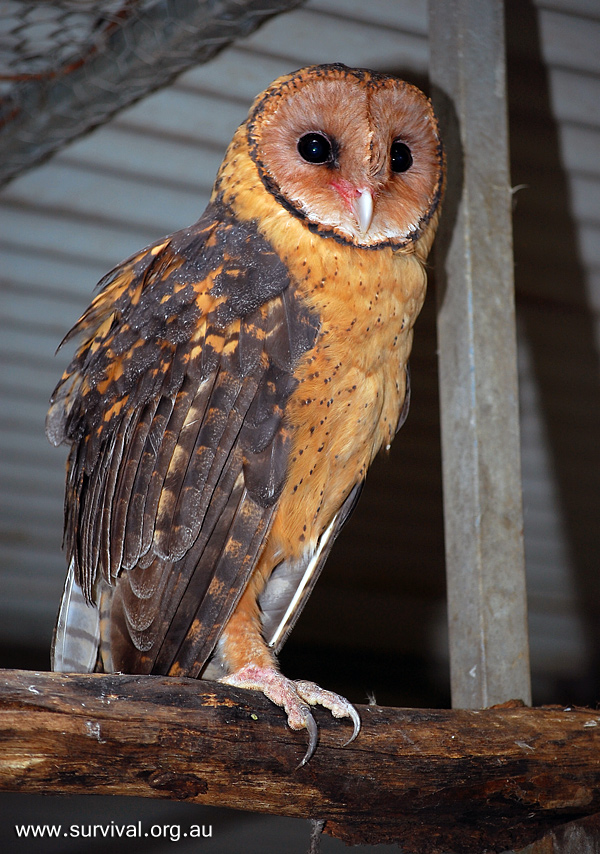 Masked Owl - Tyto novaehollandiae - Ark.au