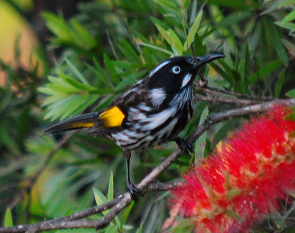 New Holland Honeyeater - Australian Birds - Ark.au