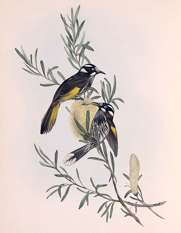 New Holland Honeyeater - Phylidonyris novaehollandiae - Ark.au